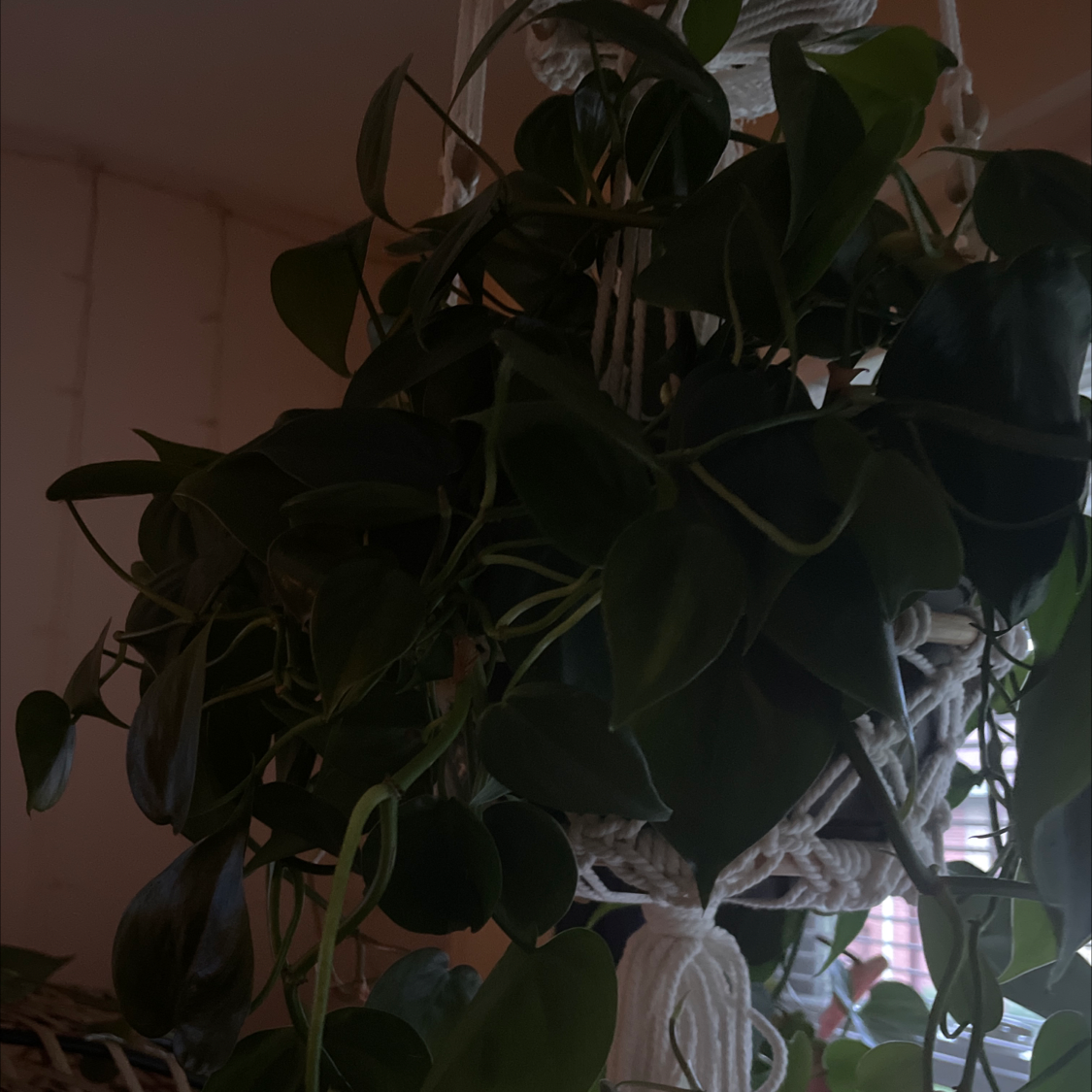 Philodendron Scandens plant photo by Vanesa named Spiderman on Greg, the plant care app.
