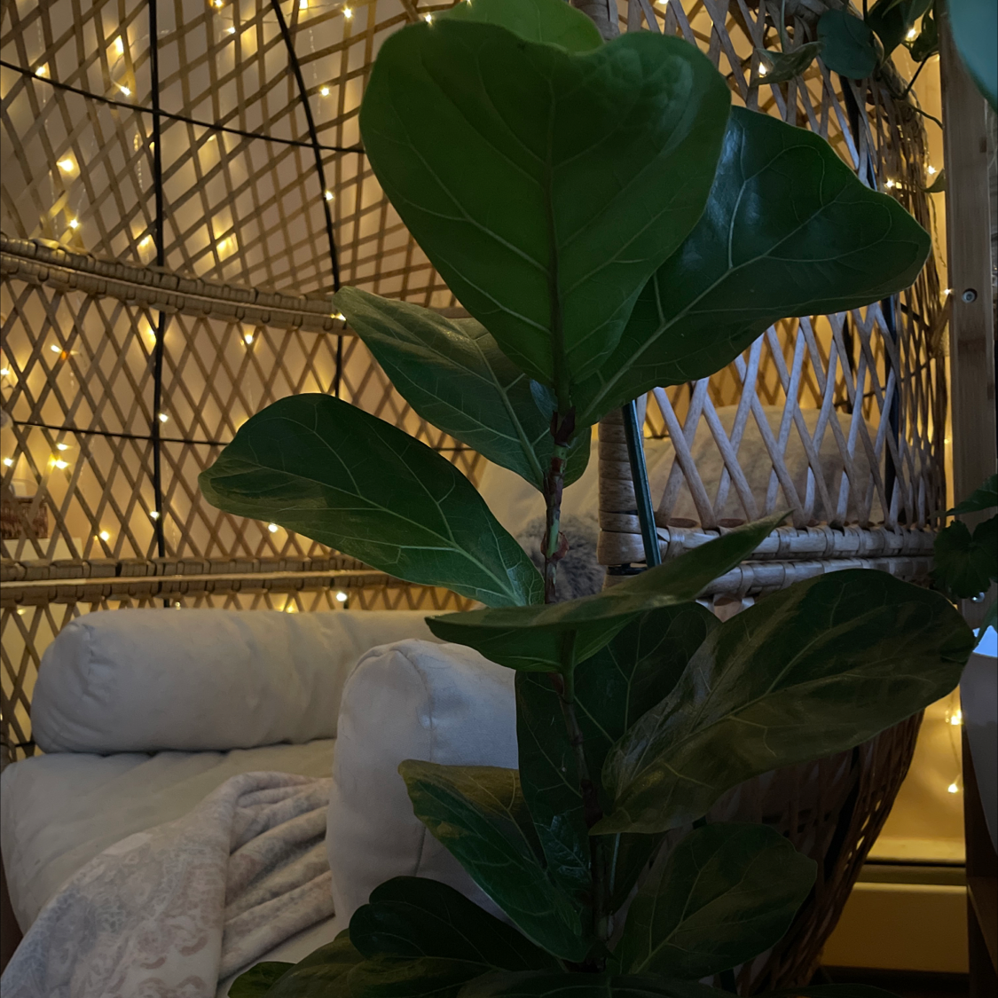 Fiddle Leaf Fig plant photo by Vanesa named Bee on Greg, the plant care app.