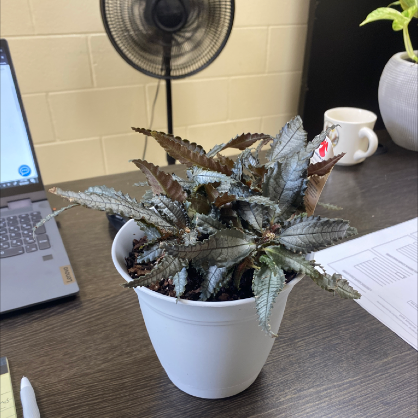 Potted Dark Mystery Pilea with some browning leaves, placed on a desk with a laptop and a fan in the background.