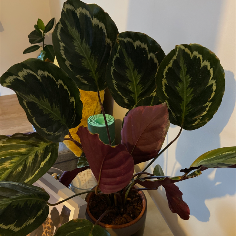 Rose Calathea plant photo by @Notageordie named Cali on Greg, the plant care app.