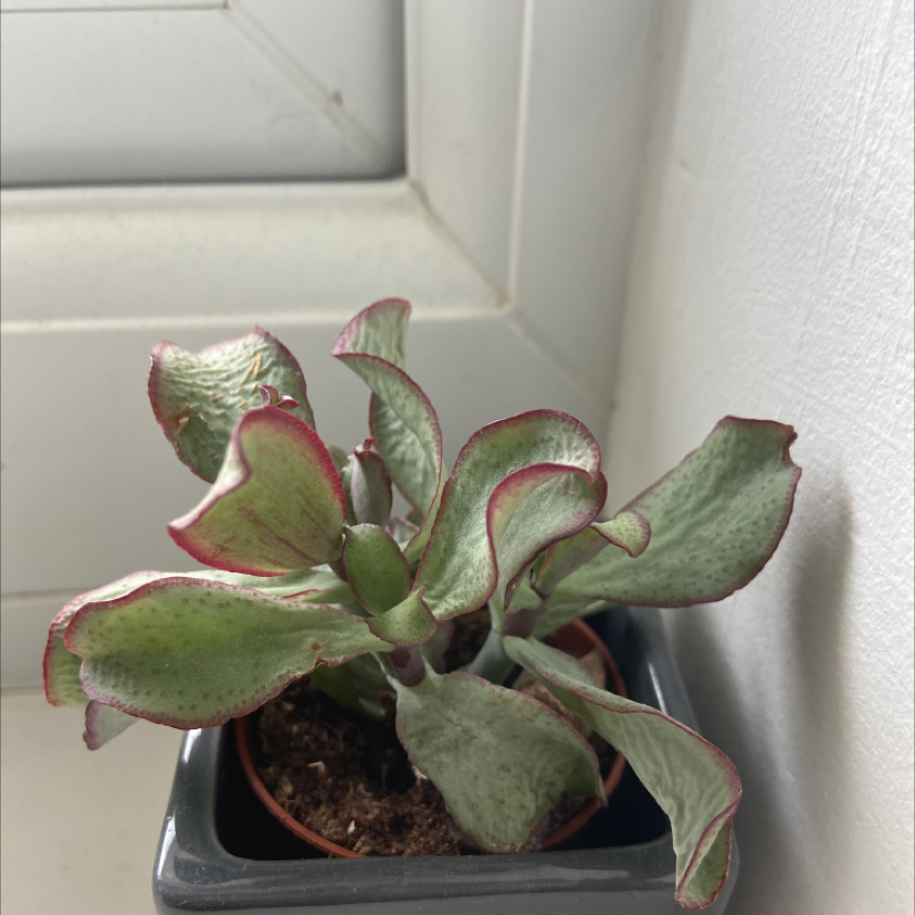 Silver Dollar Plant plant photo by @Notageordie named Leafy on Greg, the plant care app.
