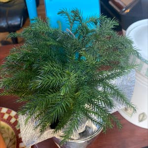 Norfolk Island Pine plant photo by Nathaniel named Ricky on Greg, the plant care app.