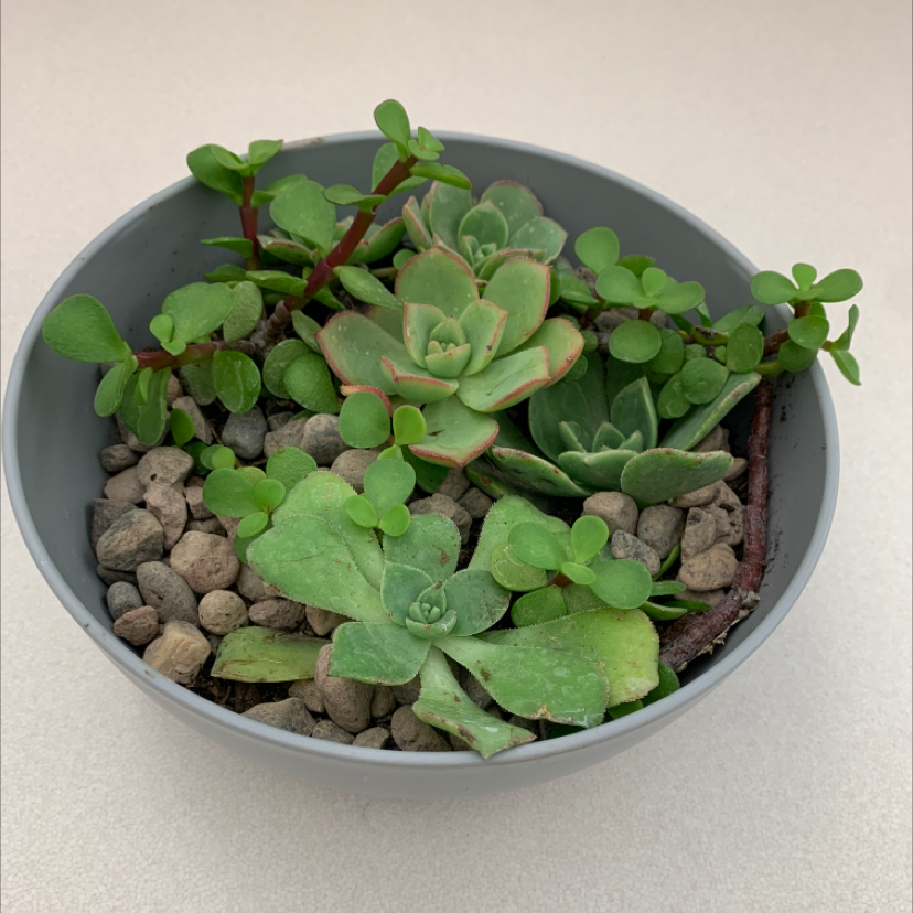 Potted Palmer's Sedum with green leaves and small rocks covering the soil.