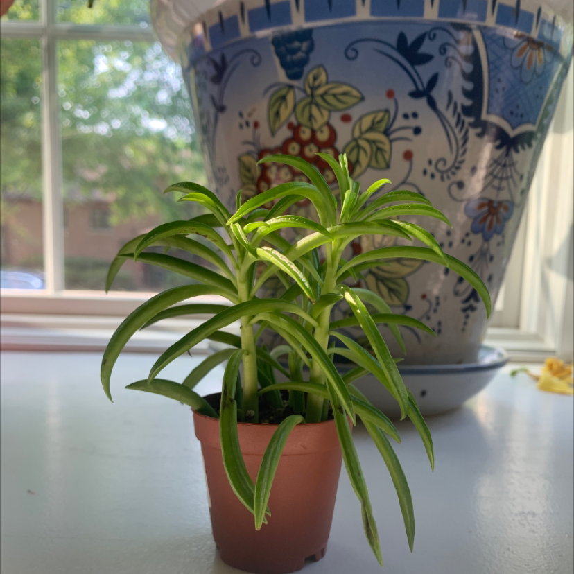 Photo of the plant species Pincushion Peperomia by Maya named Deen on Greg, the plant care app
