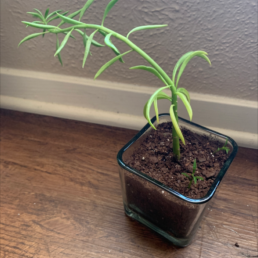 Pincushion Peperomia plant in a small glass container with soil.