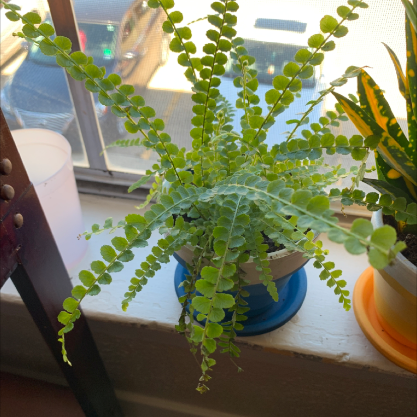 Healthy potted Erect Sword Fern houseplant with lush green pinnate fronds, sitting on a window sill with other plants nearby.