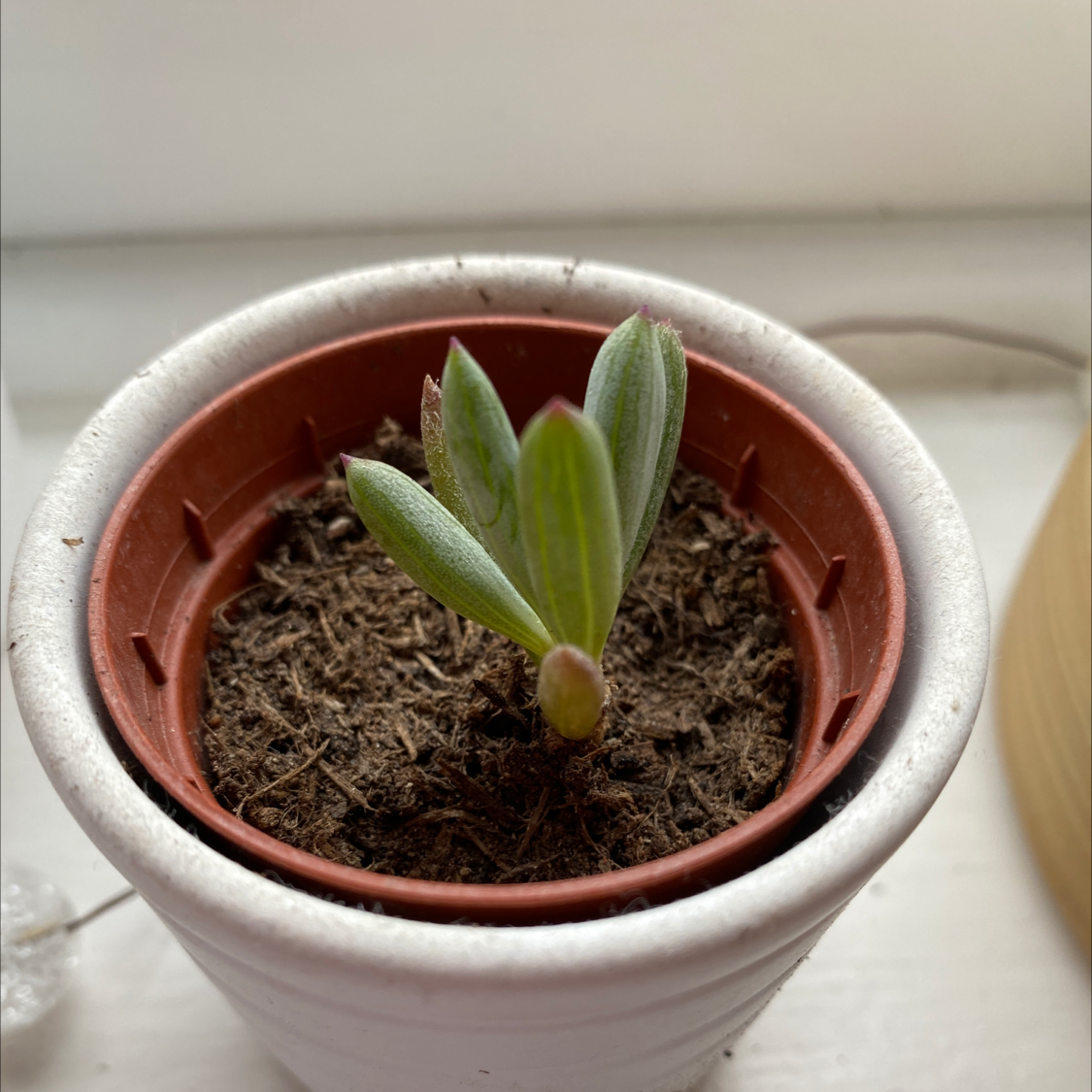 Photo of the plant species narrow leaf chalksticks by @ellalouise named Lil baby on Greg, the plant care app