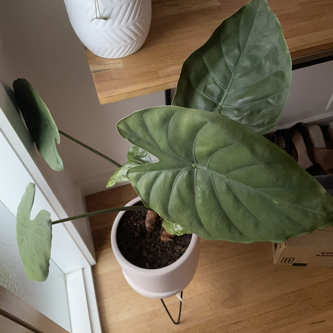 Potted New Guinea Shield plant with large green leaves indoors on a stand.