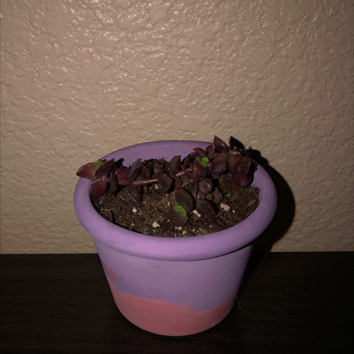 Photo of the plant species Two-Row Stonecrop by @julia.robben named Dionysus on Greg, the plant care app