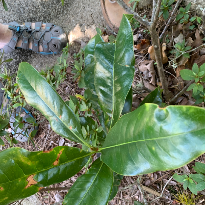 Why Are the Leaves on My Southern Magnolia Turning Yellow?
