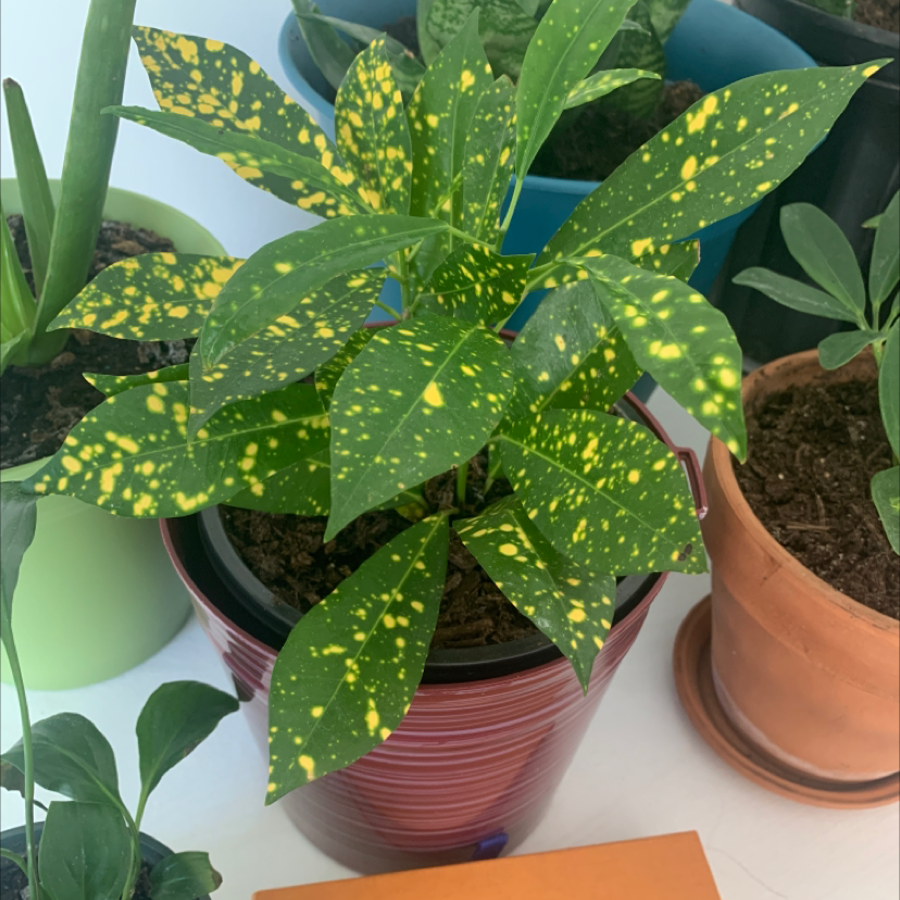Healthy Gold Dust Dracaena plant with vibrant green and yellow spotted leaves, potted in a reddish-brown ceramic container.