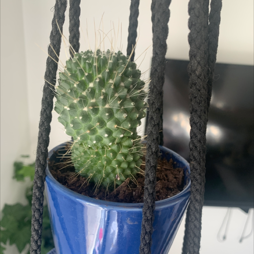 Little Nipple Cactus in a blue pot, suspended by black ropes, with a TV and greenery in the background.