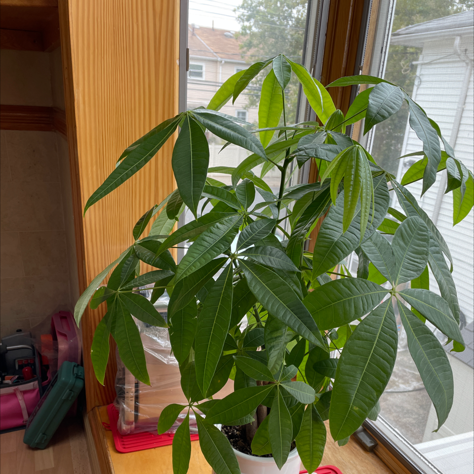 Money Tree plant photo by Alicia named Money plant on Greg, the plant care app.