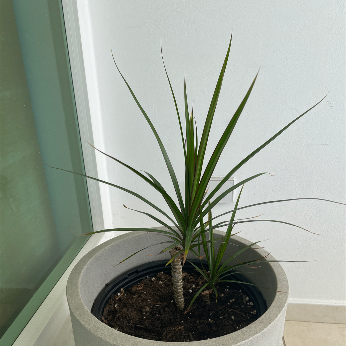 Dracaena 'Ray of Sunshine' plant in a pot with visible soil, healthy leaves, and no signs of disease.