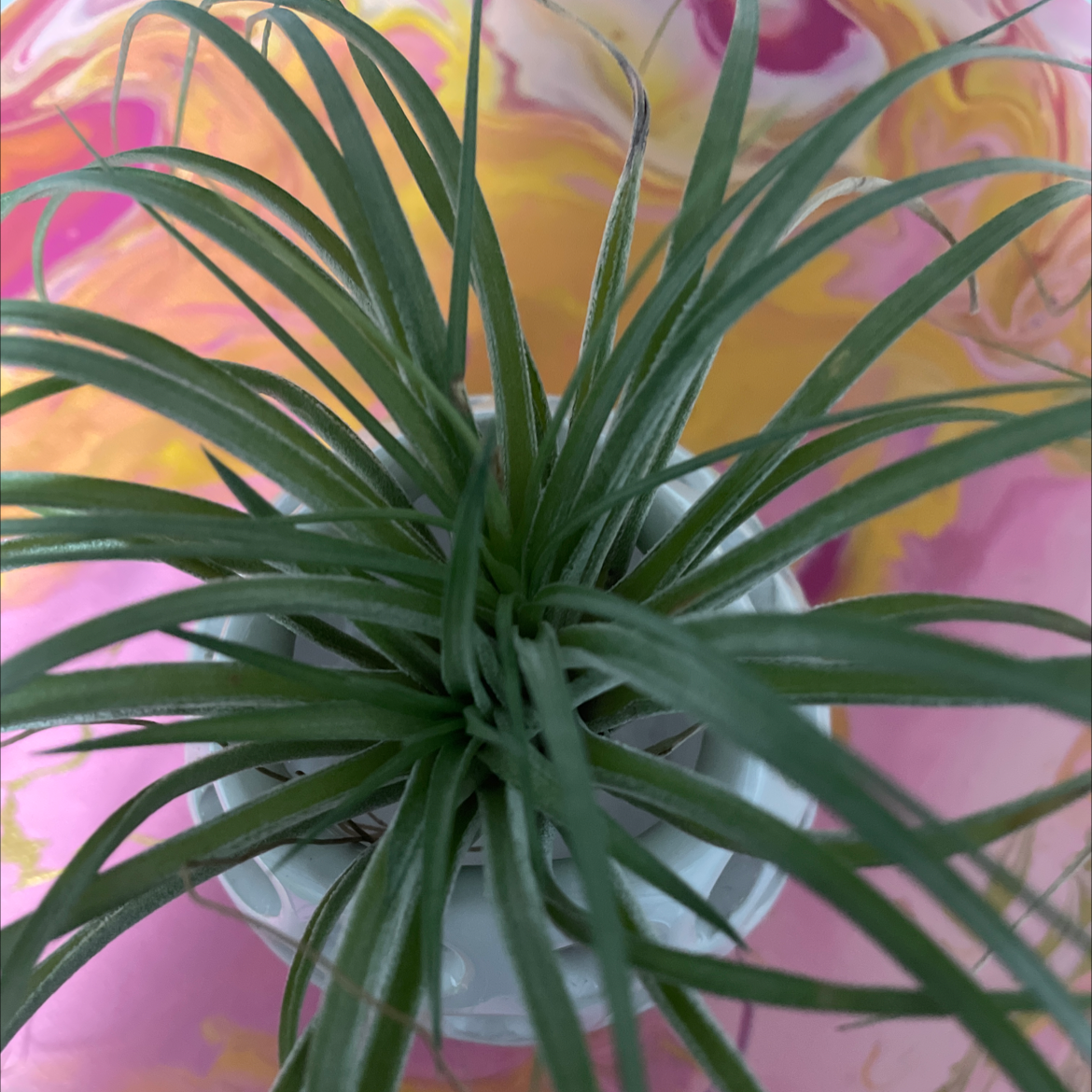 Pink Quill plant with healthy green leaves in a white pot against a colorful background.