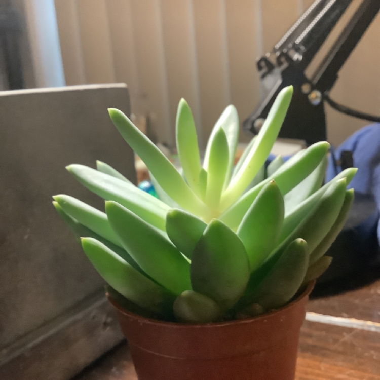 Healthy Pale Stonecrop succulent in a small pot, well-framed and in focus.