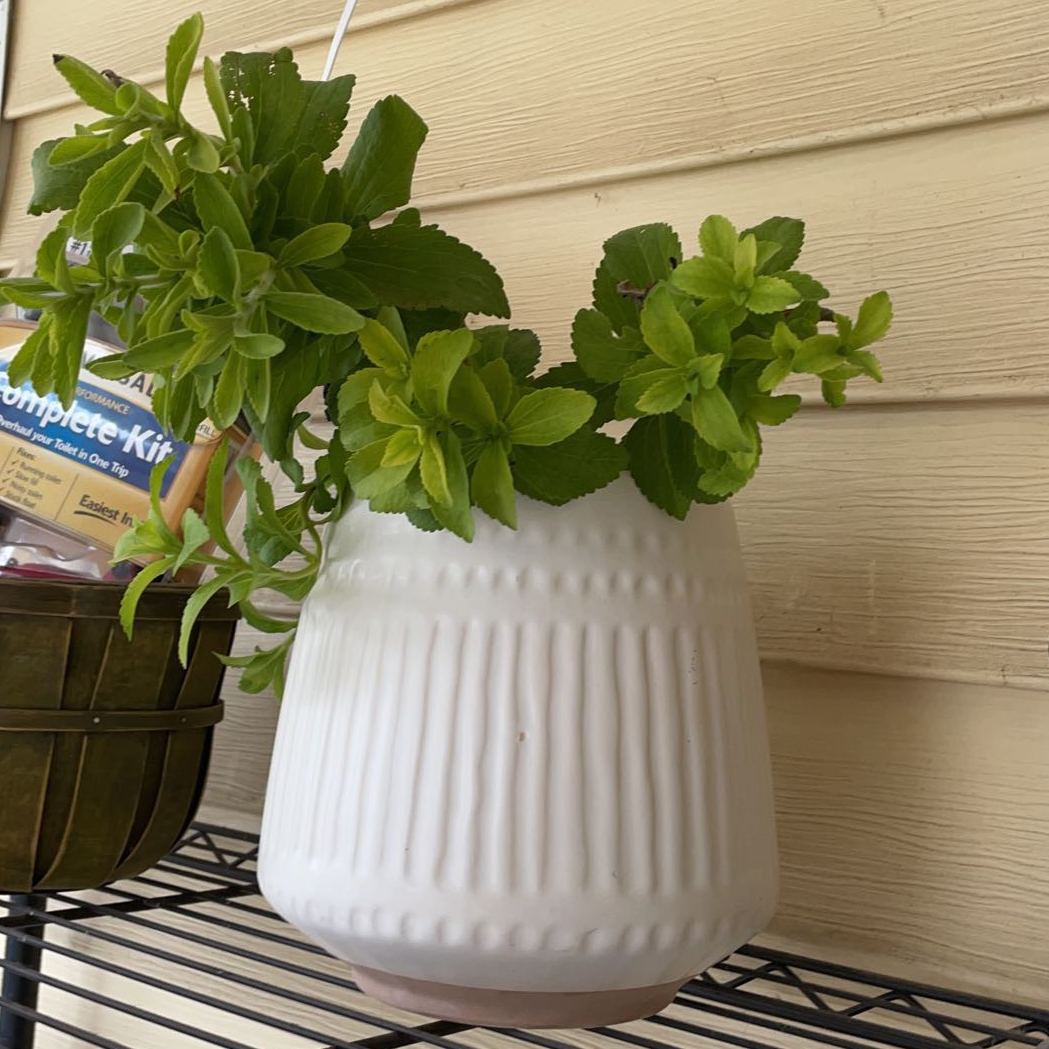 Sweetleaf plant in a white pot on a shelf, with vibrant green leaves.