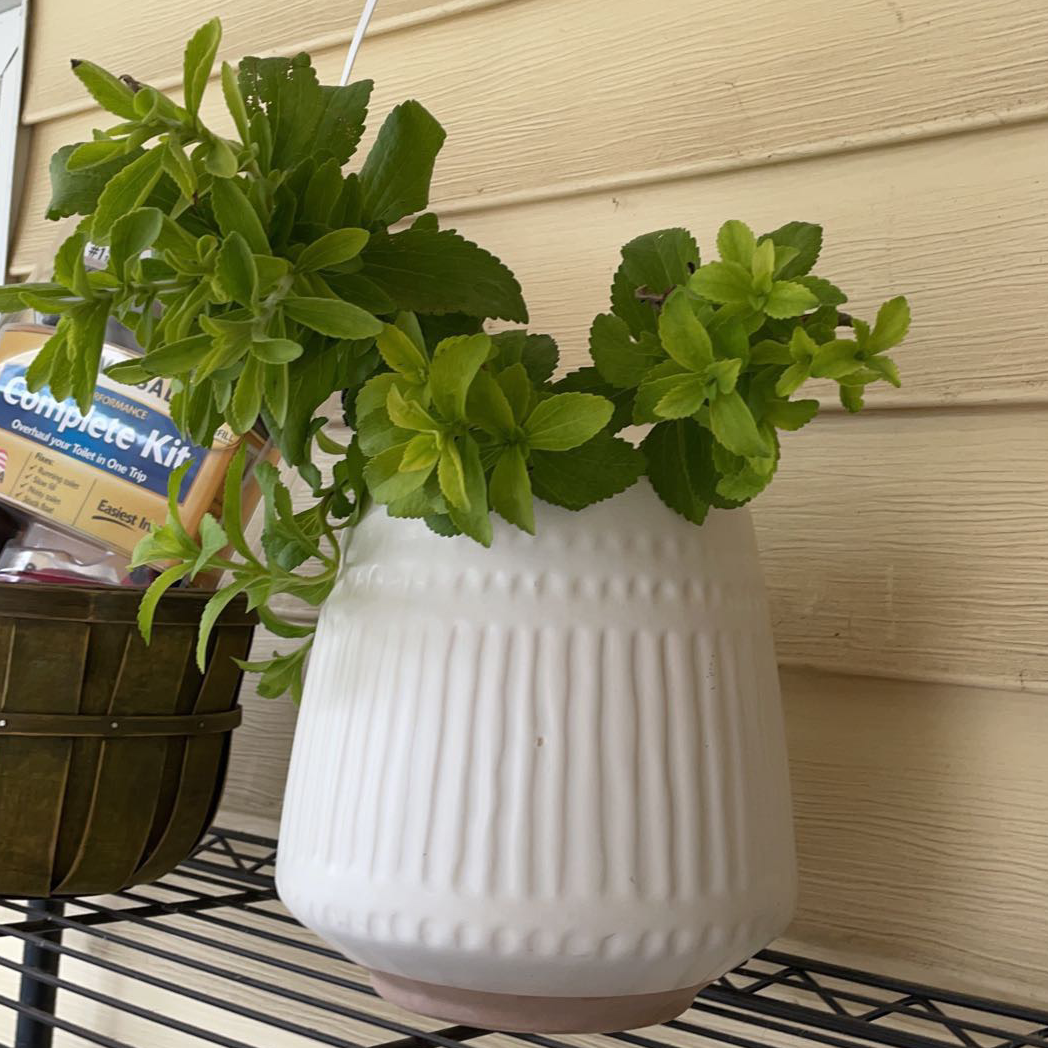Sweetleaf plant photo by @Lolo825 named Stevia on Greg, the plant care app.