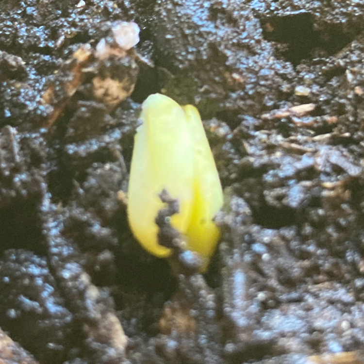 Sweet Cherry plant photo by @NF22Official named Phillipè on Greg, the plant care app.