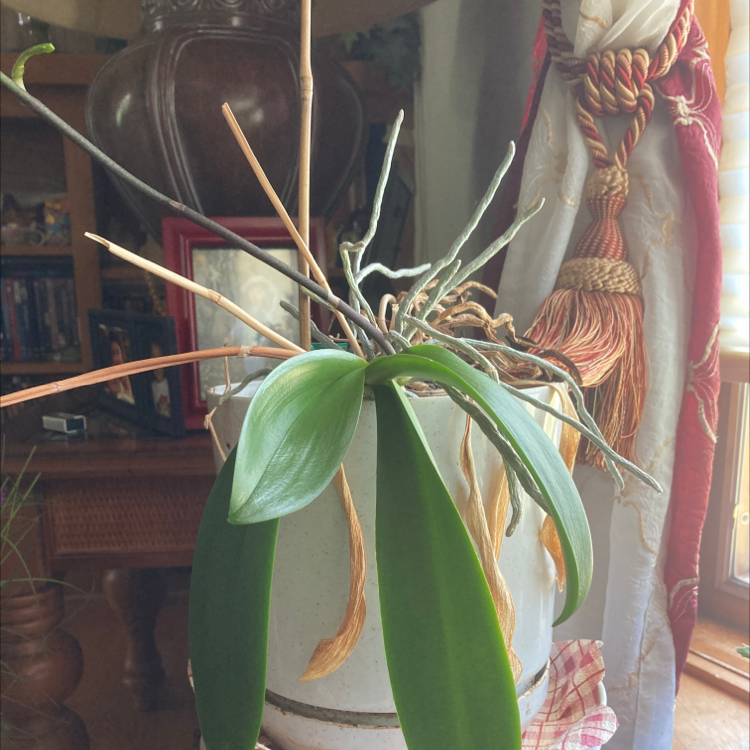 Easter Orchid plant photo by @NF22Official named Ëmi on Greg, the plant care app.