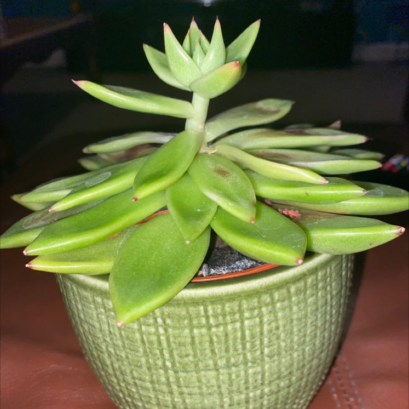 Lipstick Echeveria plant photo by Caitlin named Diana on Greg, the plant care app.