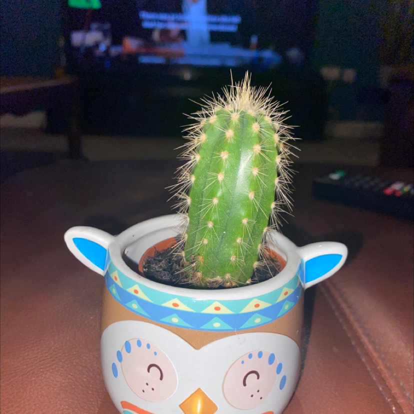 Blue Columnar Cactus plant photo by Caitlin named Delilah on Greg, the plant care app.