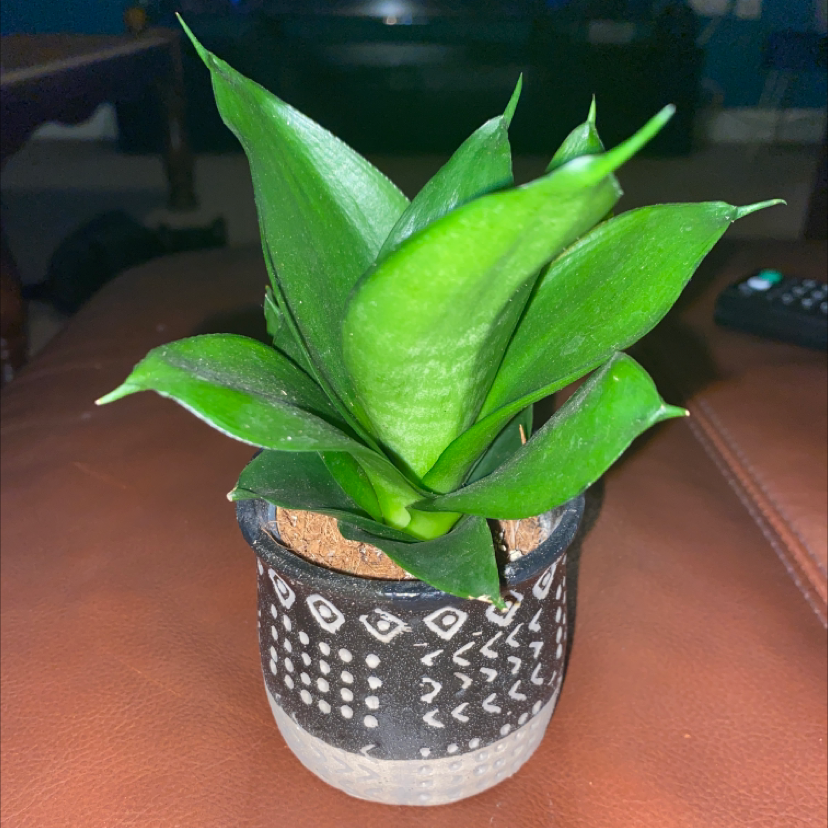 Sansevieria Black Dragon plant photo by Caitlin named Daphne on Greg, the plant care app.