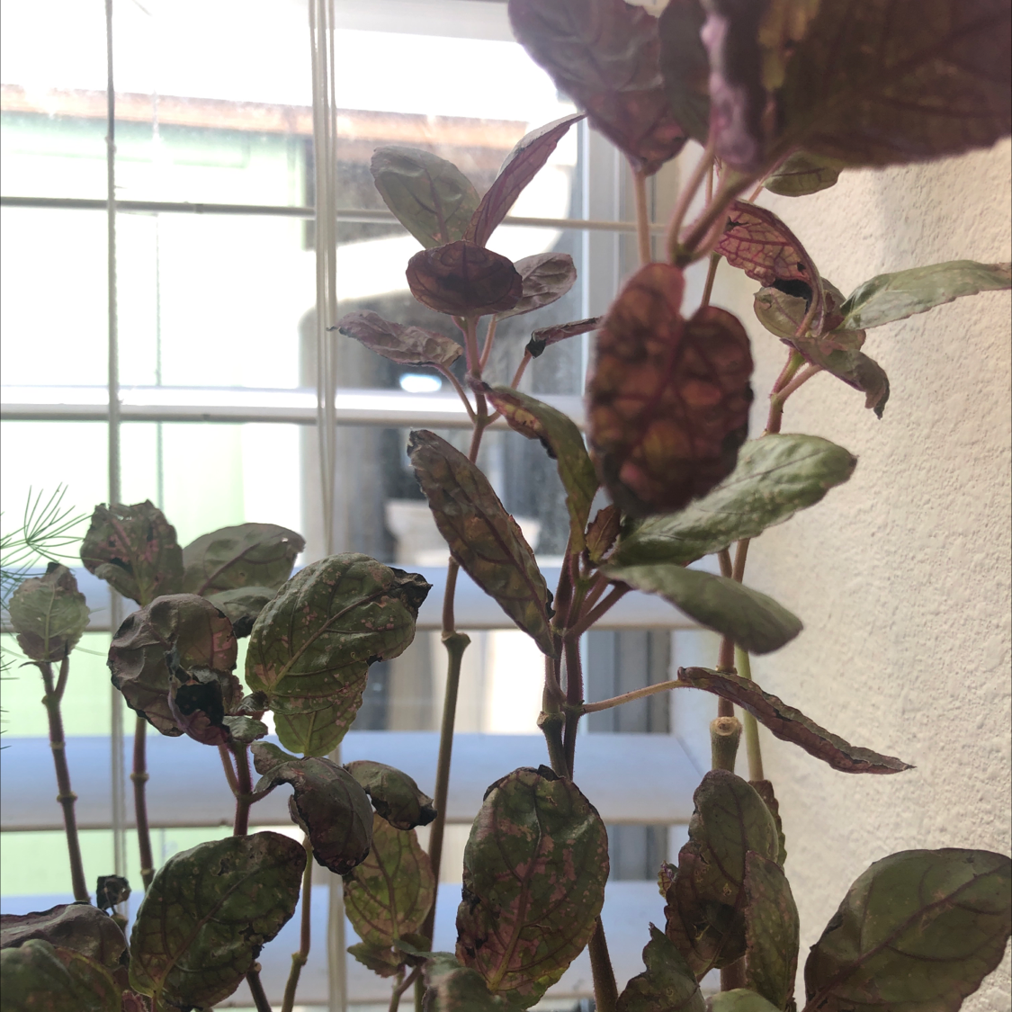 Waffle Plant with discolored leaves, some browning and black spots, indoors near a window.