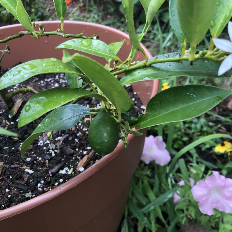 Lemon plant in a pot with healthy green leaves and a small lemon fruit.