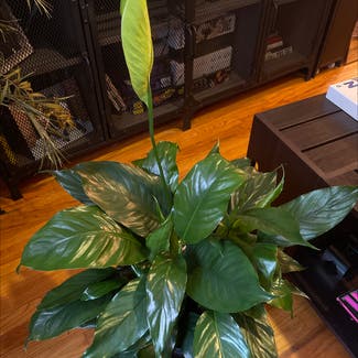 Peace Lily plant in Bayonne, New Jersey