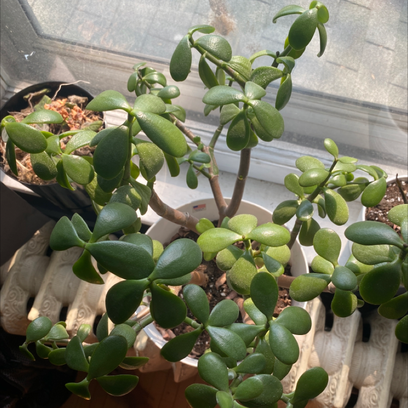 Lucky Plant plant photo by @leahhh88 named Jade on Greg, the plant care app.