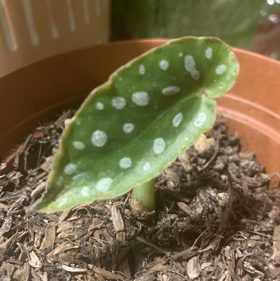 Polka Dot Begonia plant photo by @Caylasjungle named Dot on Greg, the plant care app.