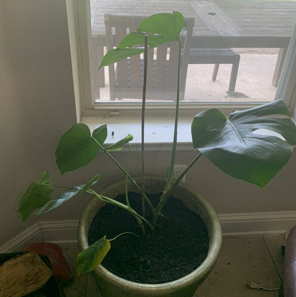 Monstera plant photo by @Caylasjungle named Morgan Treeman on Greg, the plant care app.