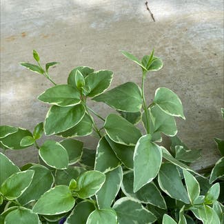 Greater Periwinkle plant in Atchison, Kansas