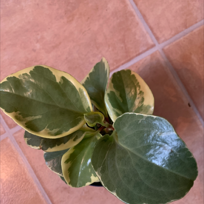 Peperomia 'Ginny' plant photo by @PolkaDotGreenery named Francesca on Greg, the plant care app.