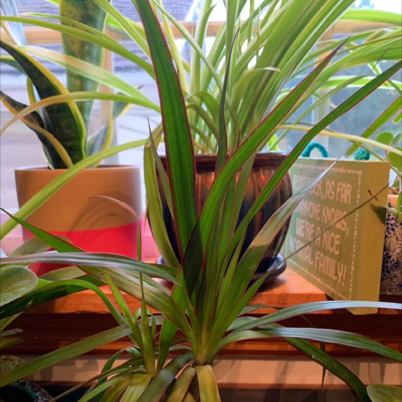 Photo of the plant species Dracaena 'Ray of Sunshine' by @PolkaDotGreenery named Kaida on Greg, the plant care app