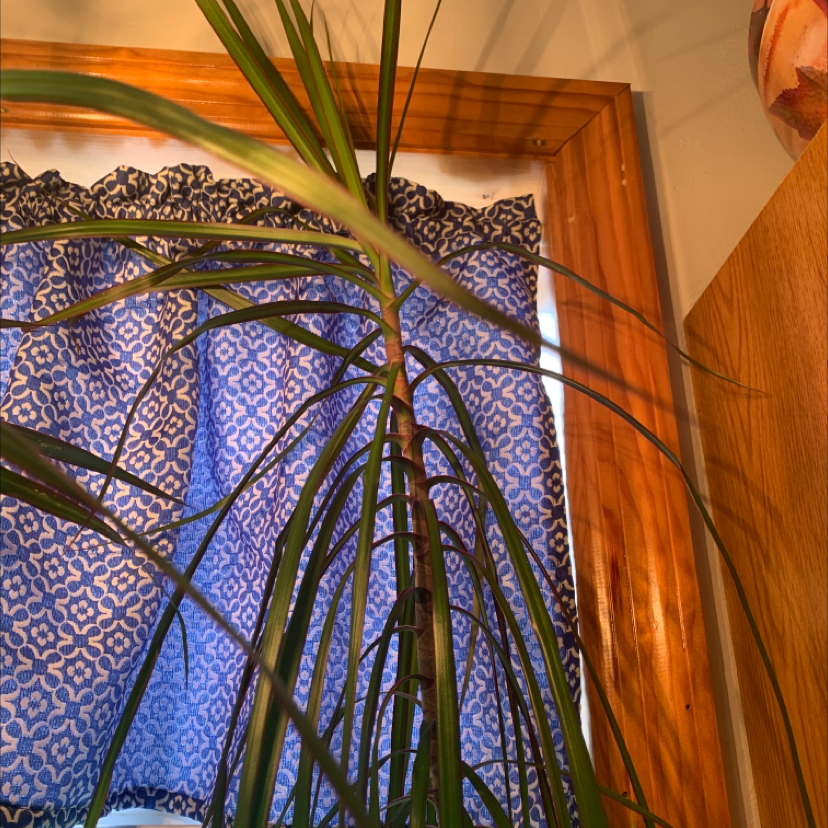 Dragon Tree plant photo by @PolkaDotGreenery named Mushu on Greg, the plant care app.