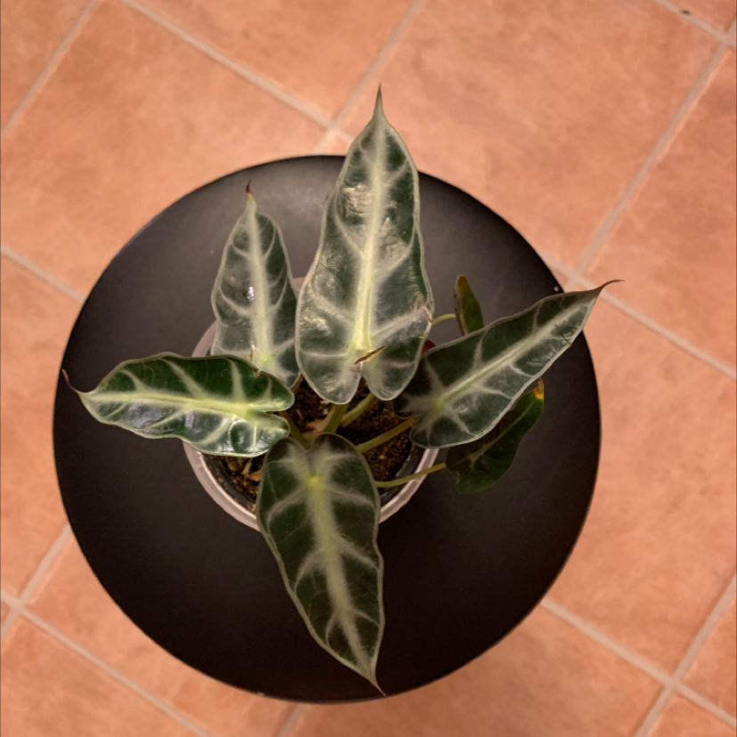 Green Velvet Alocasia plant with dark green leaves and white veins in a pot on a black surface.