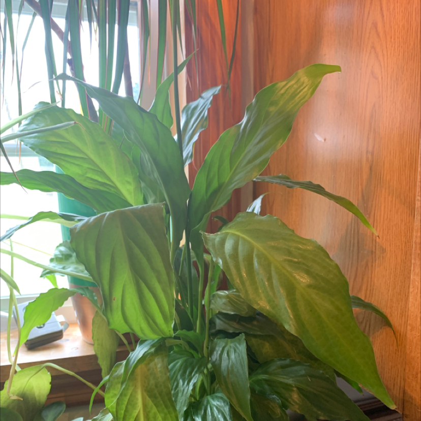 Peace Lily plant photo by @PolkaDotGreenery named Peace on Greg, the plant care app.