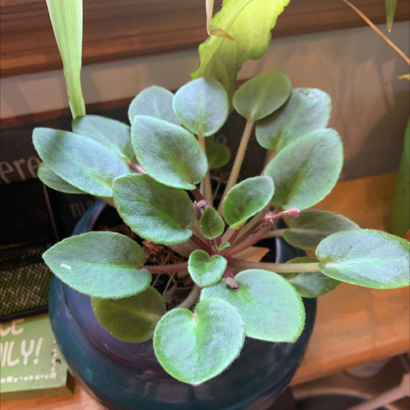 Kenyan Violet plant photo by @PolkaDotGreenery named Viola on Greg, the plant care app.