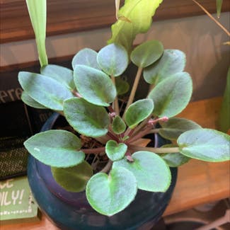 Kenyan Violet plant in Ligonier, Pennsylvania