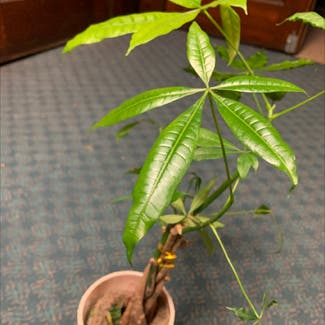 Money Tree plant in Ligonier, Pennsylvania