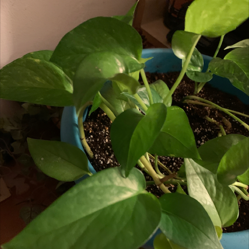 Taro Vine plant photo by @PolkaDotGreenery named Phyllis on Greg, the plant care app.