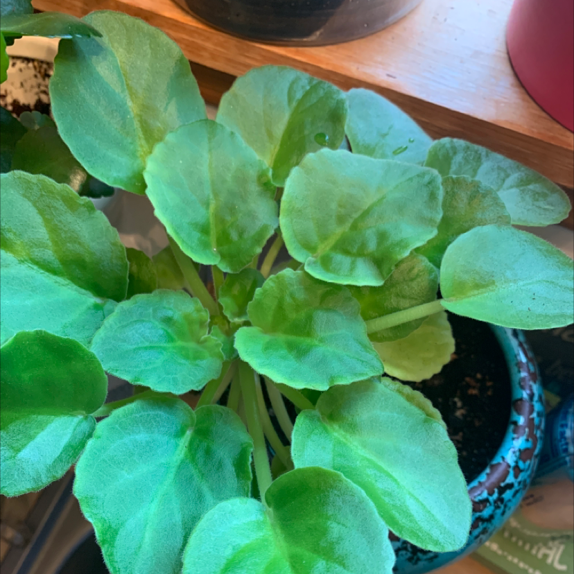 Kenyan Violet plant photo by @PolkaDotGreenery named Vivian on Greg, the plant care app.
