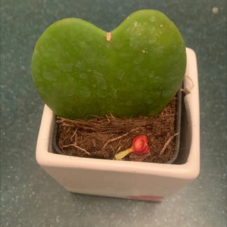 Sweetheart Hoya plant in Ligonier, Pennsylvania