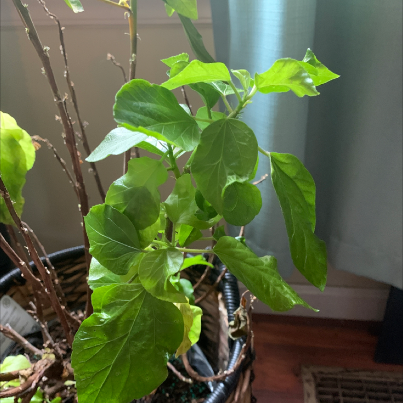 Scarlet Hibiscus plant photo by @PolkaDotGreenery named Flora on Greg, the plant care app.