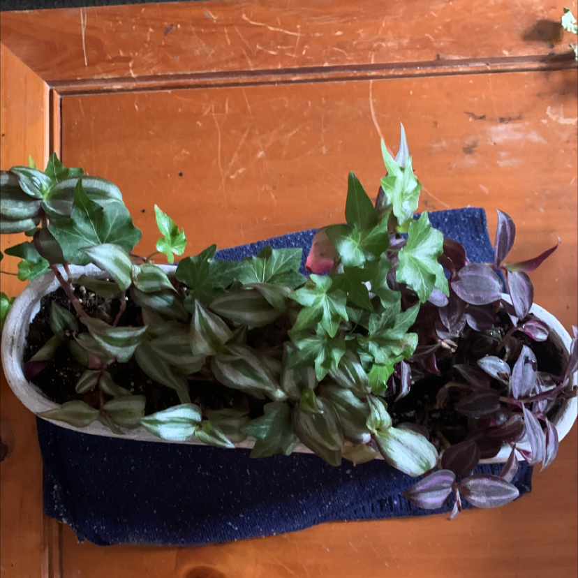 Spiderwort plant photo by @PolkaDotGreenery named Abraham & Isaac on Greg, the plant care app.