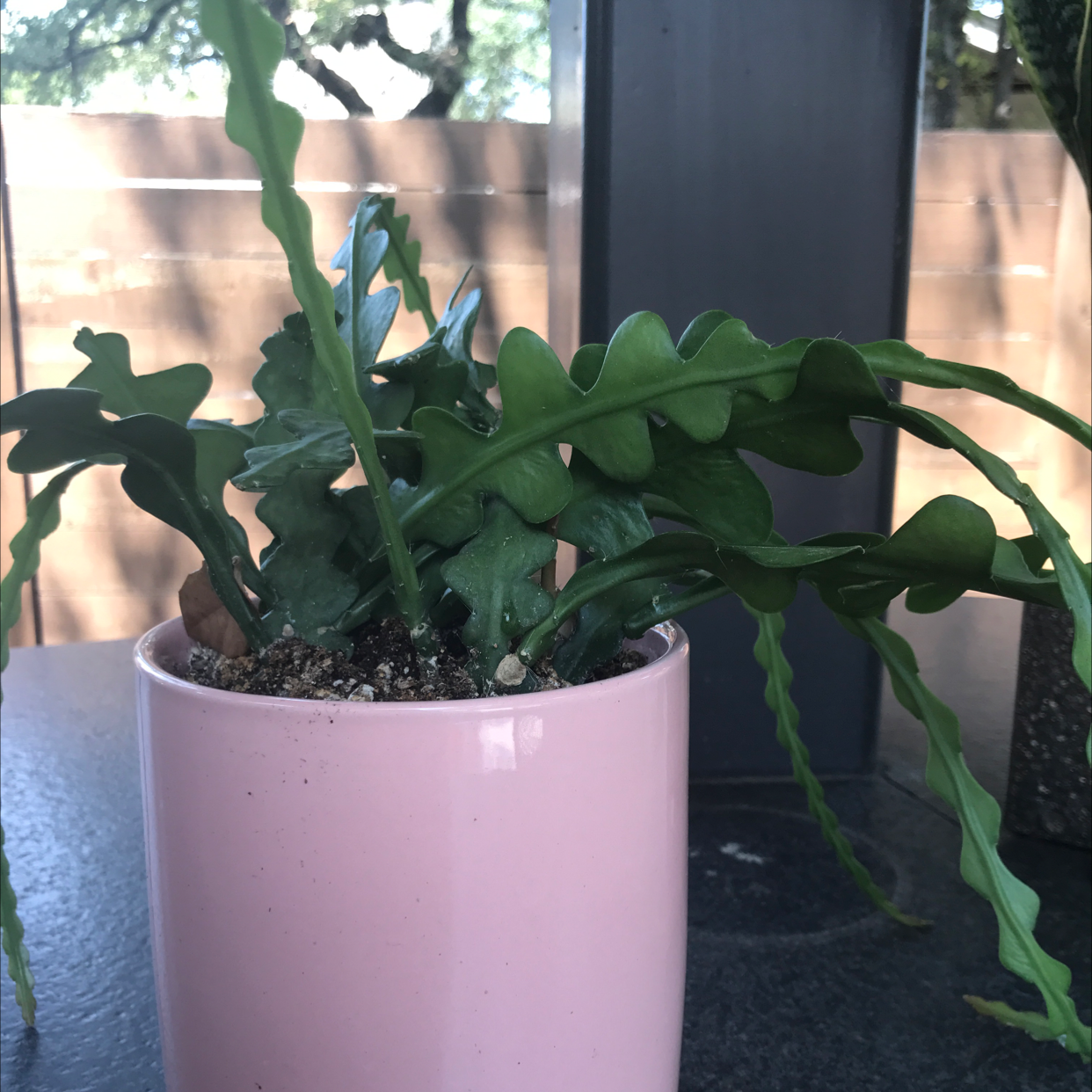 Fishbone Cactus plant photo by @ella_naats_2134 named Piper Rookwood on Greg, the plant care app.