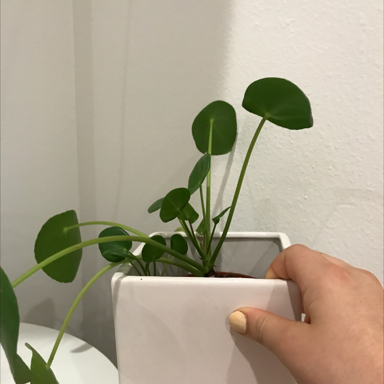 Chinese Money Plant plant photo by @ella_naats_2134 named Roberto on Greg, the plant care app.