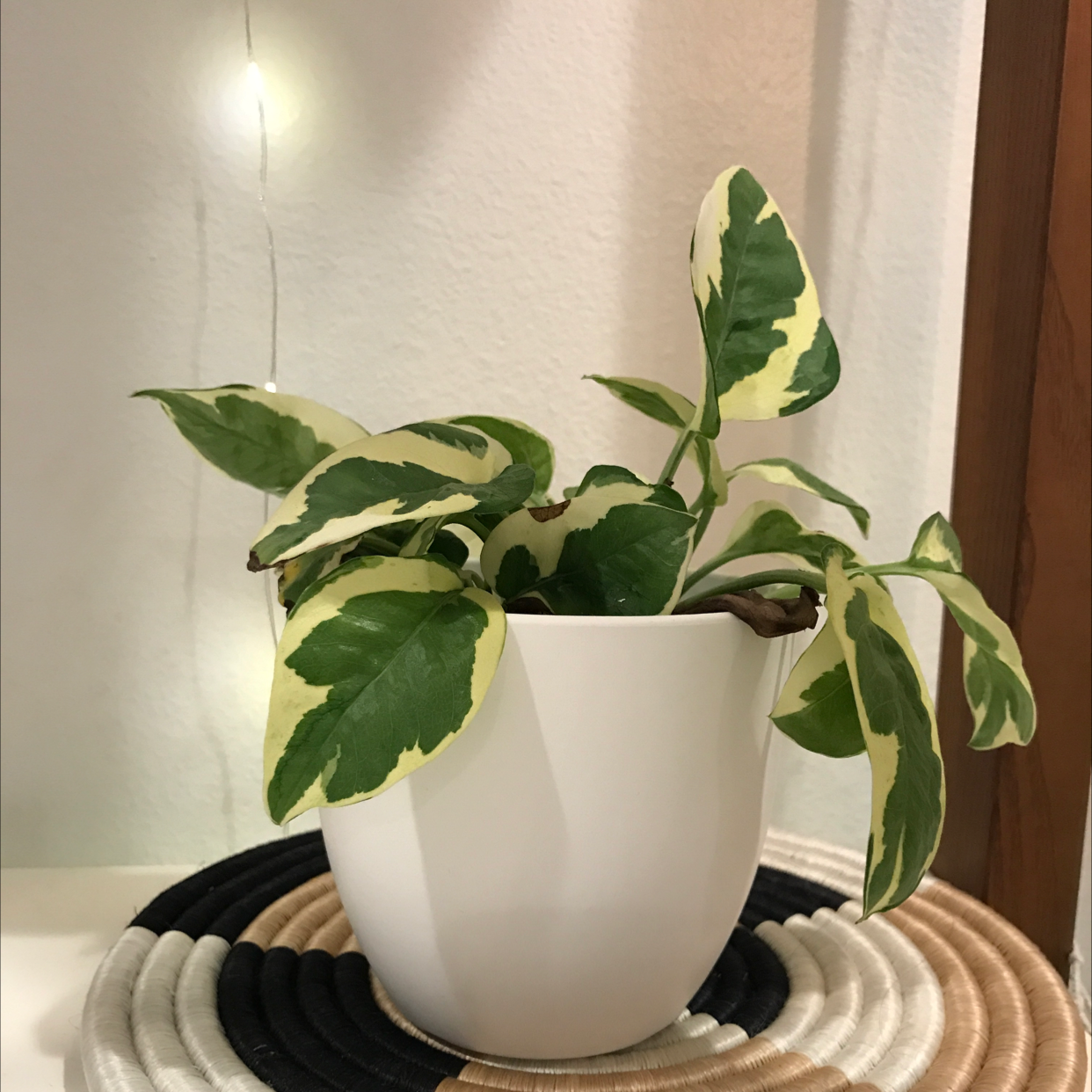 Taro Vine plant photo by @ella_naats_2134 named Johnny Joe on Greg, the plant care app.